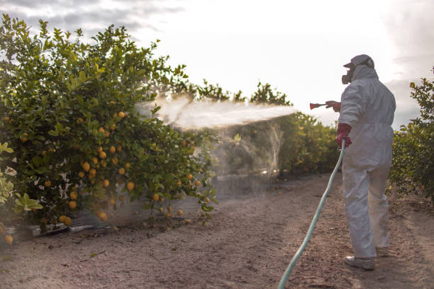 Best Mosquito Control Services  in Hector, MN