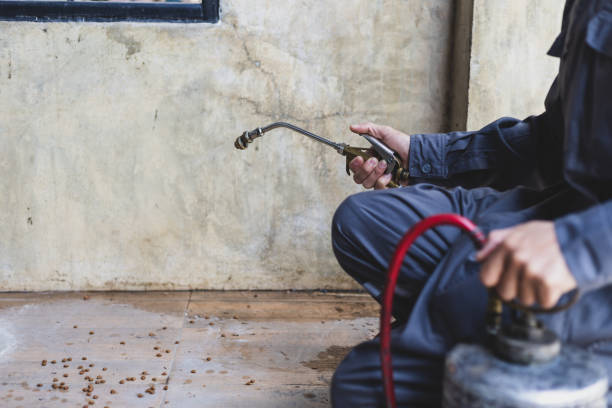 Best Wasp Removal Services  in Hector, MN